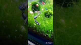 my clown killifish spawned and lay eggs  shorts [upl. by Elish183]