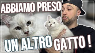 ABBIAMO PRESO UN ALTRO GATTO 😸 [upl. by Rew]