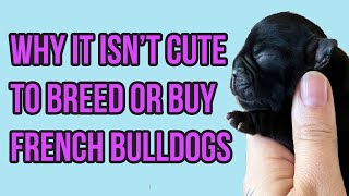 Meet My French Bulldog Foster Puppies and learn why its NOT CUTE to breed amp buy [upl. by Yclehc]