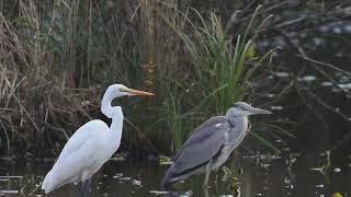 【野鳥】ダイサギ アオサギ 鶴ヶ池 OMSYSTEM OMDS OM1 4K Grey heron【birdwatching】 [upl. by Cowen]