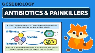 Antibiotics amp Painkillers  GCSE Biology [upl. by Ahsakat]