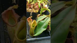 Feeding Nepenthes Veitchii carnivorousplants nature plants houseplants [upl. by Aserat]