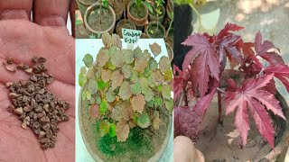 How to grow Cranberry Hibiscus plant from Seeds  Maple Tree [upl. by Bernette]