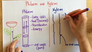 Phloem and Xylem  p49 Foundation p48 [upl. by Yemac]