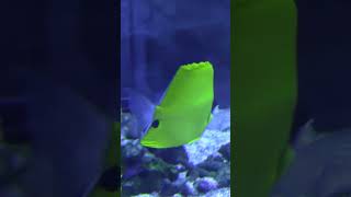 Longnose Butterflyfish Facts Diet Habitat and Care Guide [upl. by Bornstein]