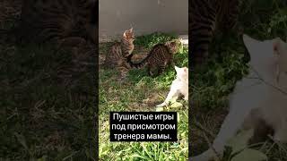 Игры котят под присмотром кошки мамы cat kitten кот котик cute [upl. by Ranger72]