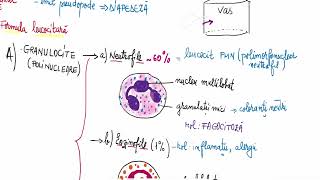 Barrons 145 Tipuri de globule albe [upl. by Calise112]