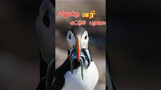 மீனுக்கு வரி கட்டும் பறவை  puffin vs seagull svdbdocuments [upl. by Nnahgaem]