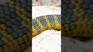 worlds dangerous snakes [upl. by Learrsi]