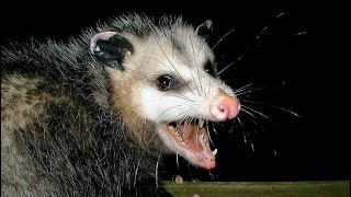 POSSUM SCREAMING 10 HOURS [upl. by Stew]