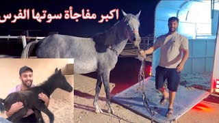 العناية بالخيل الجديدة اثناء وصولها للمربط لاكن الصدمة فاجأتنا بولادتها 😍 [upl. by Roach]