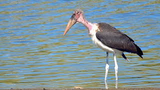 Beautiful Marabou Stork [upl. by Kcirdle544]