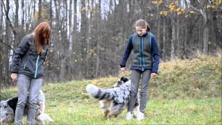 Amazing dog tricks by australian shepherds Airin amp Charlie [upl. by Basir]