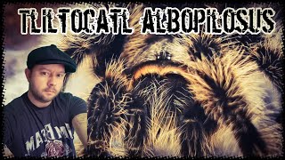 Tliltocatl albopilosus  curly hair tarantula care amp information [upl. by Kcaz]