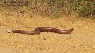 Indian Sand Boa [upl. by Darby347]