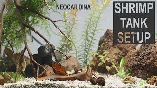 Shrimp Tank Setup  NeoCaridina [upl. by Bain]