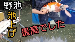 野池【池上げ】デカくなった錦鯉に感動しました！ koi 錦鯉 [upl. by Ennagrom]