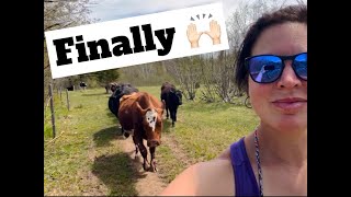 Letting The Ladies Into Their New Pasture   Ranching In Nova Scotia Canada [upl. by Herwick918]