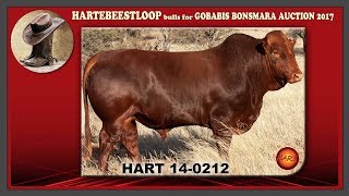 Hartebeestloop Bonsmara Bull Hart 140212 for GOBABIS BONSMARA Auction [upl. by Royo478]