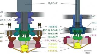 The flagellum and Irreducible complexity  A response to evolutionists [upl. by Jorgan660]