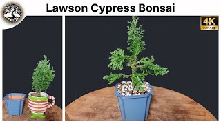 Lawson Cypress Bonsai  Chamaecyparis Lawsoniana Elwoodii [upl. by Akeihsat]