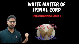 WHITE MATTER OF SPINAL CORD  SPINAL CORD NEUROANATOMY 6 [upl. by Oates931]