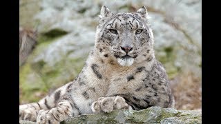 National Geographic Documentary  The Snow Leopard  Wildlife Animals [upl. by Estell]