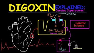 Digoxin Explained Unlocking the Hearts Power  Mechanisms of Action SimplifiedPHARMACOLOGY [upl. by Eichman]