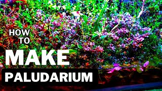 How To Make Paludarium Step By Step   Terrarium Ecosystem [upl. by Nivrehs]