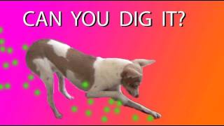 Dog tricks tutorial dig on the spot [upl. by Palmore597]