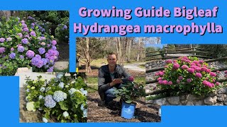 Complete Growing Guide to Bigleaf Hydrangea macrophylla How to Plant amp Care hydrangea gardening [upl. by Narmis]