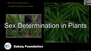 Sex Determination in Plants Biology Lecture  Sabaqpk [upl. by Letram]