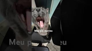 Gato cantando memes gatos [upl. by Siddra989]