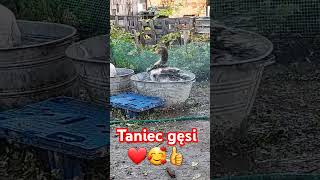 TANIEC GĘSI 👍🥰❤wiejskiezycie landes śmieszne [upl. by Brownley776]