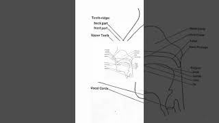 Know Your Speech Organs articulation organsofspeech speechproduction [upl. by Adnael500]