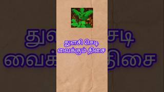 துளசி செடி வைக்கும் திசைthulasi chedi entha thisaiyil vaikka vendumthulasi chedi tamilshorts [upl. by Megdal]