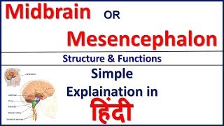 Midbrain or Mesencephalon  Structure and Function in Hindi  Bhushan Science [upl. by Nyllij19]