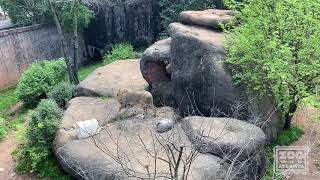 Lion Keeper Talk and Bone Feeding with Hondo Hatari and Azizi [upl. by Lawson364]