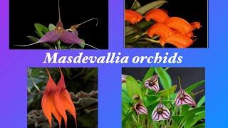 Масдеваллии в моей коллекцииОбзорMasdevallia orchids 022022 [upl. by Rianon20]