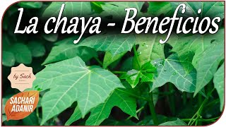 La chaya planta toxica con beneficios para la salud [upl. by Foah]