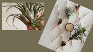 Air Plant Holder Idea [upl. by Riane473]