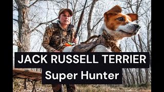 Uncovering the Mysteries of the Jack Russell Terrier The Untapped Hunting Legend [upl. by Beverly582]