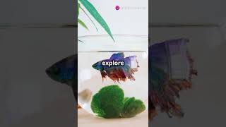 BETTA FISH TANK SET UP🤯🤯 viralshorts bettafish fish [upl. by Rhu]