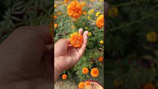 Harvesting marigolds Marigolds [upl. by Anaujat]