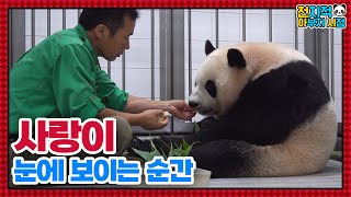 SUB전지적 아부지 시점 ep123 쌍둥이 돌보느라 지친 아이바오를 위한 강바오의 특급 케어🥰│Panda World [upl. by Oigile]