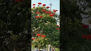 Saw SPADOTEA CAMPANULATA African tulip tree with huge orange flowers 1st time in my life [upl. by Neurath]