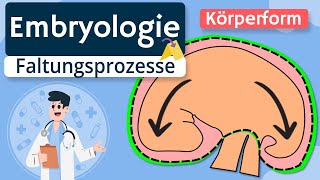 Embryologie  Abfaltungen und Ausbildung der Körperhöhle einfach erklärt [upl. by Earaj]