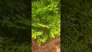 Thuja plant care thuja garden short [upl. by Ahsenod719]