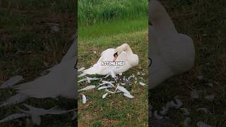 Ugly duckling to swan animals pets cuteanimal cutepet swan duck shortvideo shorts fyp [upl. by Jobi677]