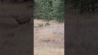 Three Mule Deer at the Bottom of My Driveway nature outdoors wildlife animals [upl. by Leon113]